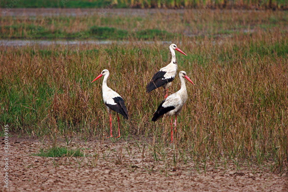 White Stork (Ciconia ciconia asiatica), Place - Uran, Near Mumbai, Maharashtra, India. Rare winter visitors to Mumbai. Normally seen in Gujarat, Rajasthan in winter. Breeds in Europe in Summer.