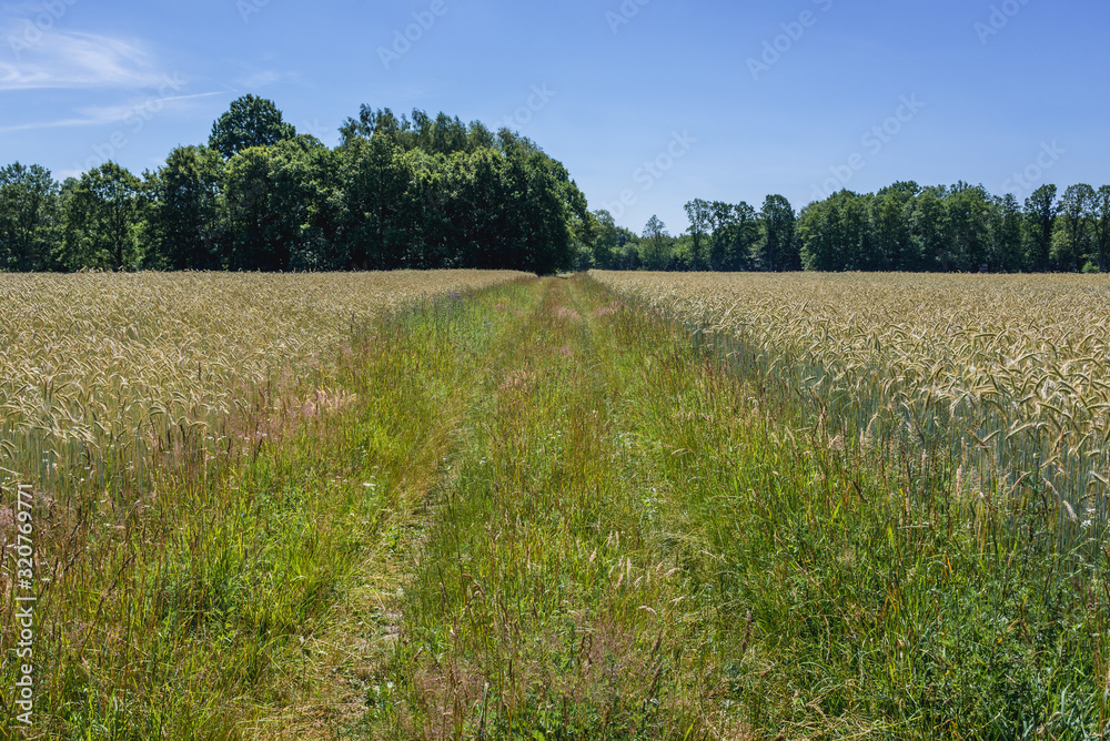 Fototapeta premium Country road among fields in Gryfice County, located in West Pomerania region of Poland