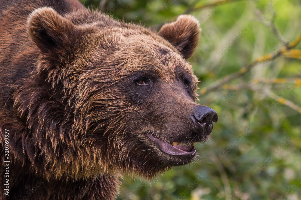 big brown bear with open mouth looks away