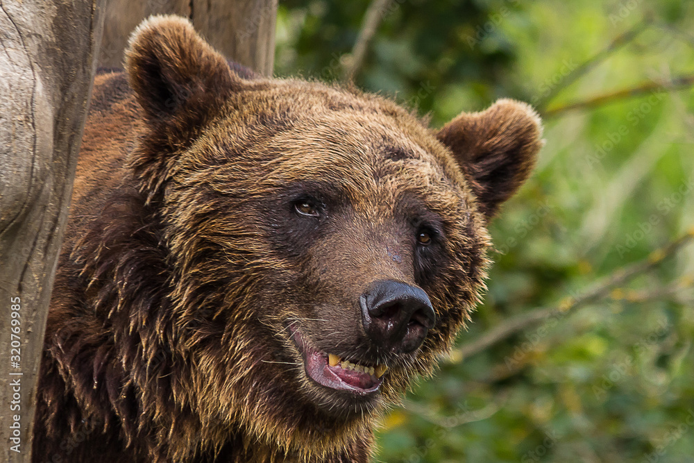 big brown bear with open mouth stands near a tree in the forest big brown bear with open mouth stands near a tree in the forest