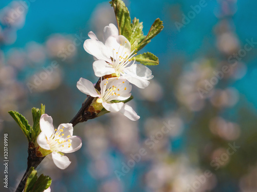 Beautiful spring view of a flowering branch of a fruit tree. Cherry blossoms in the spring.
