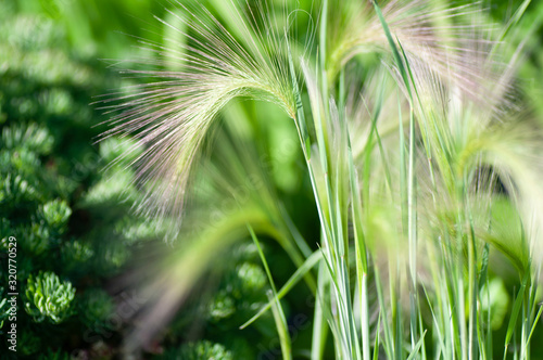 Feather grass, needle grass, or spear grass Stipa sp. © Shanserika