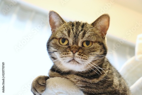 真面目顔の猫アメリカンショートヘアー