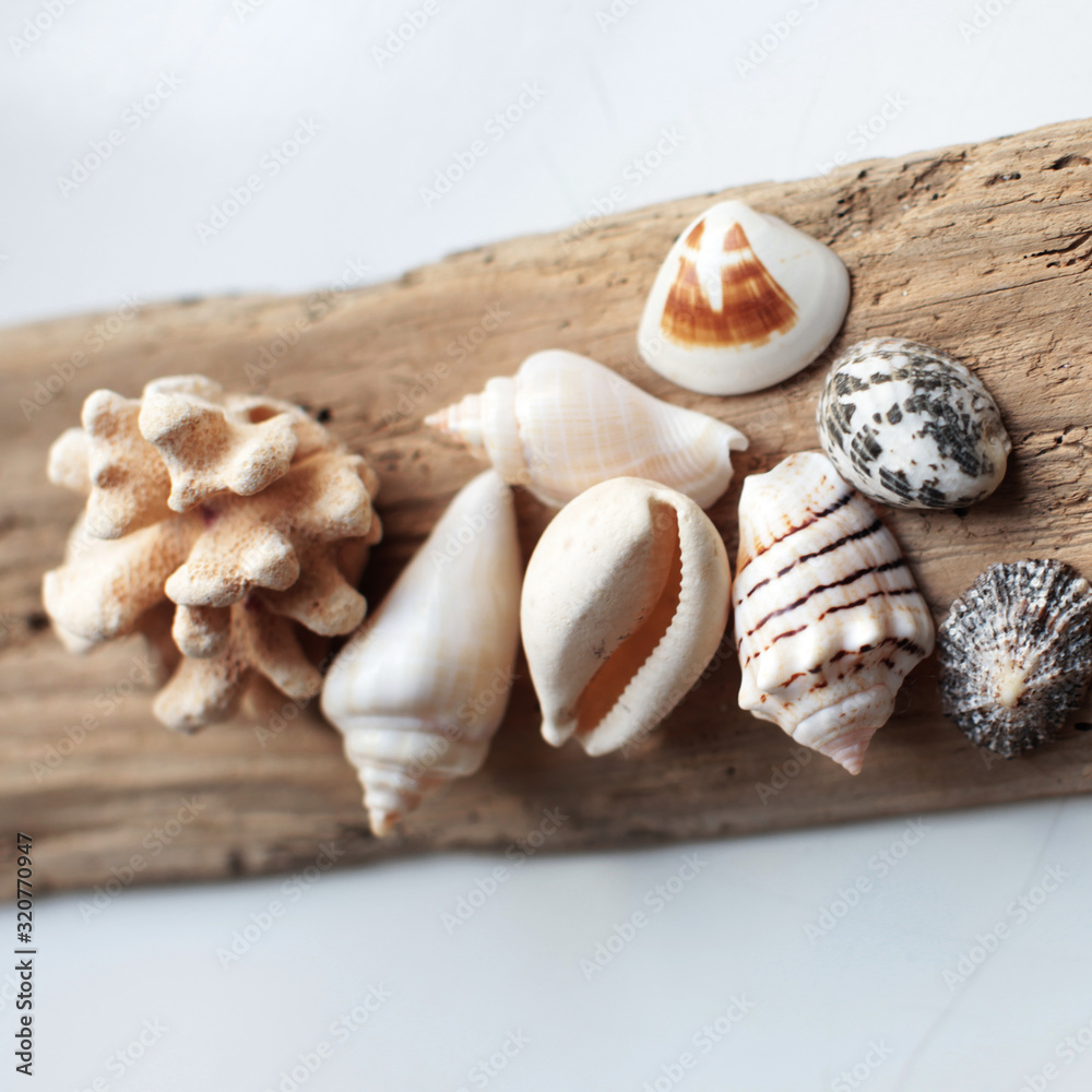 sea shells on the rustic wooden plank