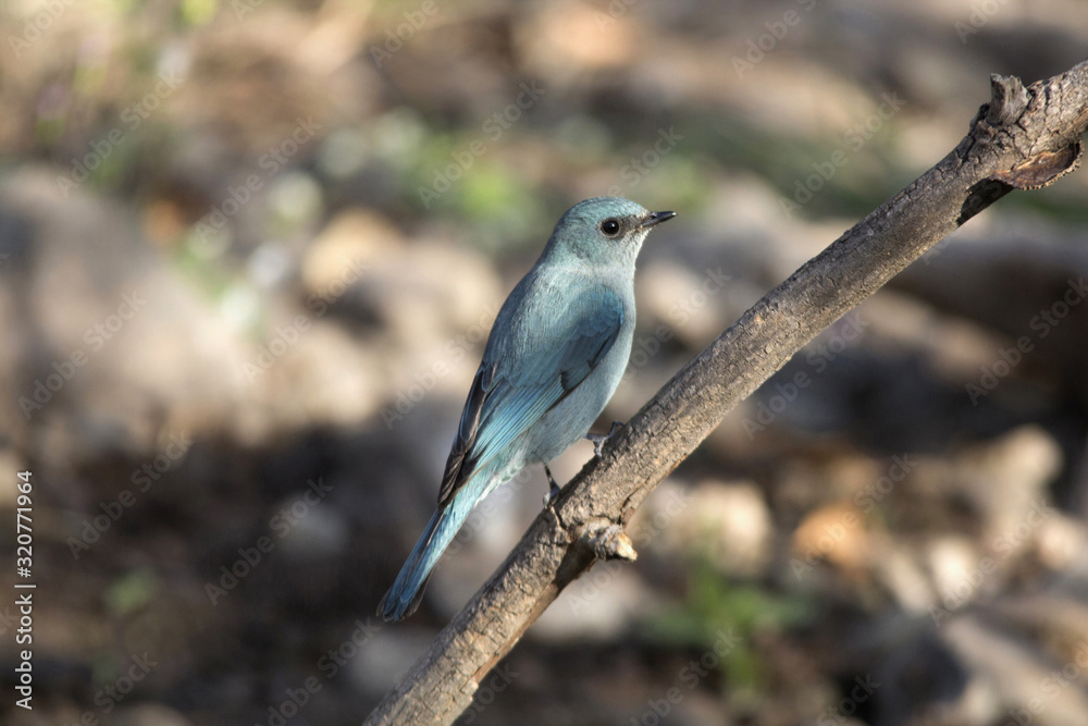 The verditer flycatcher (Eumyias thalassinus)is foundin the Indian subcontinent, especially in the Lower Himalaya, India