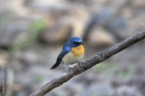 Tickell's blue flycatcher (Cyornis tickelliae) is a small passerine bird in the flycatcher family, India © RealityImages