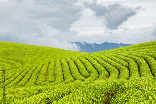 tea plantation in spring