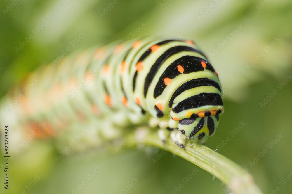 Naklejka premium Macro: green detailed catherpillar in a meadow