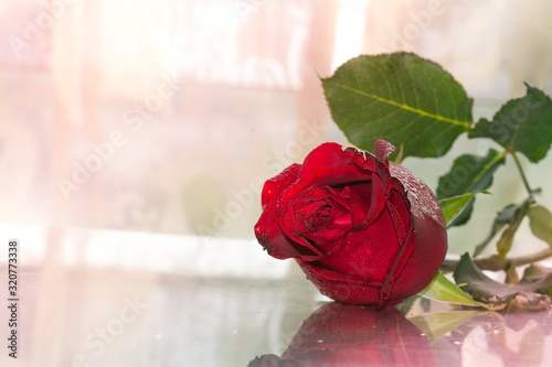 Red rose on table for your valentine