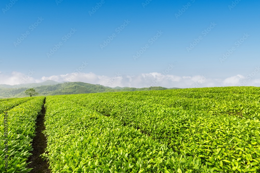 fresh green tea plantation in spring