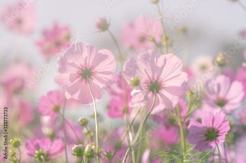 Pink cosmos flower and  soft focus Pretty background