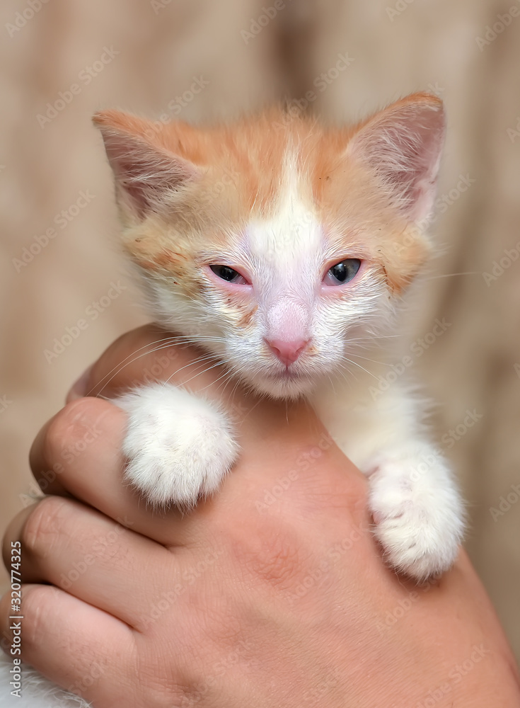 red-haired with a white kitten with sore eyes in his hands red-haired with a white kitten with sore eyes in his hands