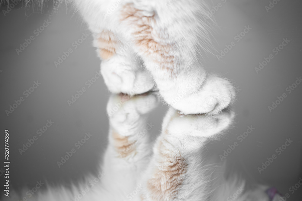 fluffy paws of a maine  coon cat standing on mirror - obrazy, fototapety, plakaty 