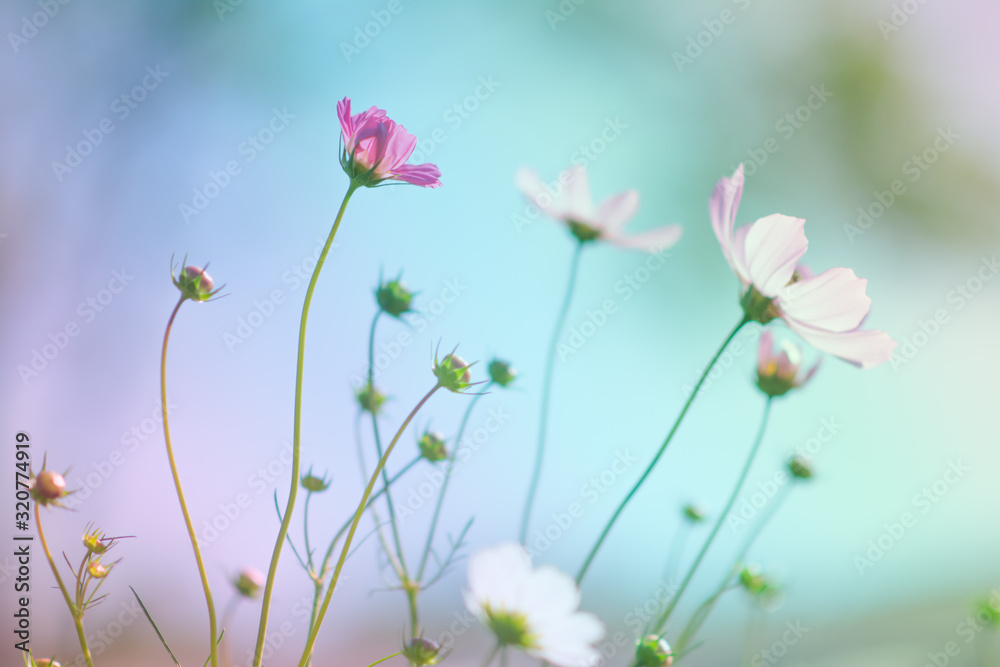 Pretty cosmos flower and soft background Pretty cosmos flower and soft background