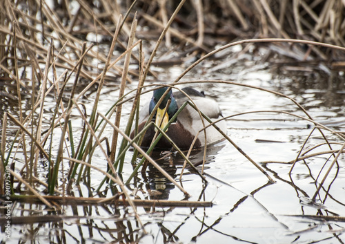 Male duck disguised among the river reeds looking straight in the camera on the Dnipro river in Kiev (Kyiv) city, Ukraine