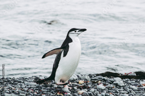 Adelie penguin on small ice berg in Antarctica