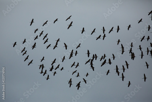 Flight of migrating cranes in cloud sky