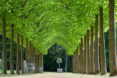 Fototapeta Naklejka Na Ścianę i Meble -  Beautiful alley of trees in the form of a tunnel in a European garden in spring