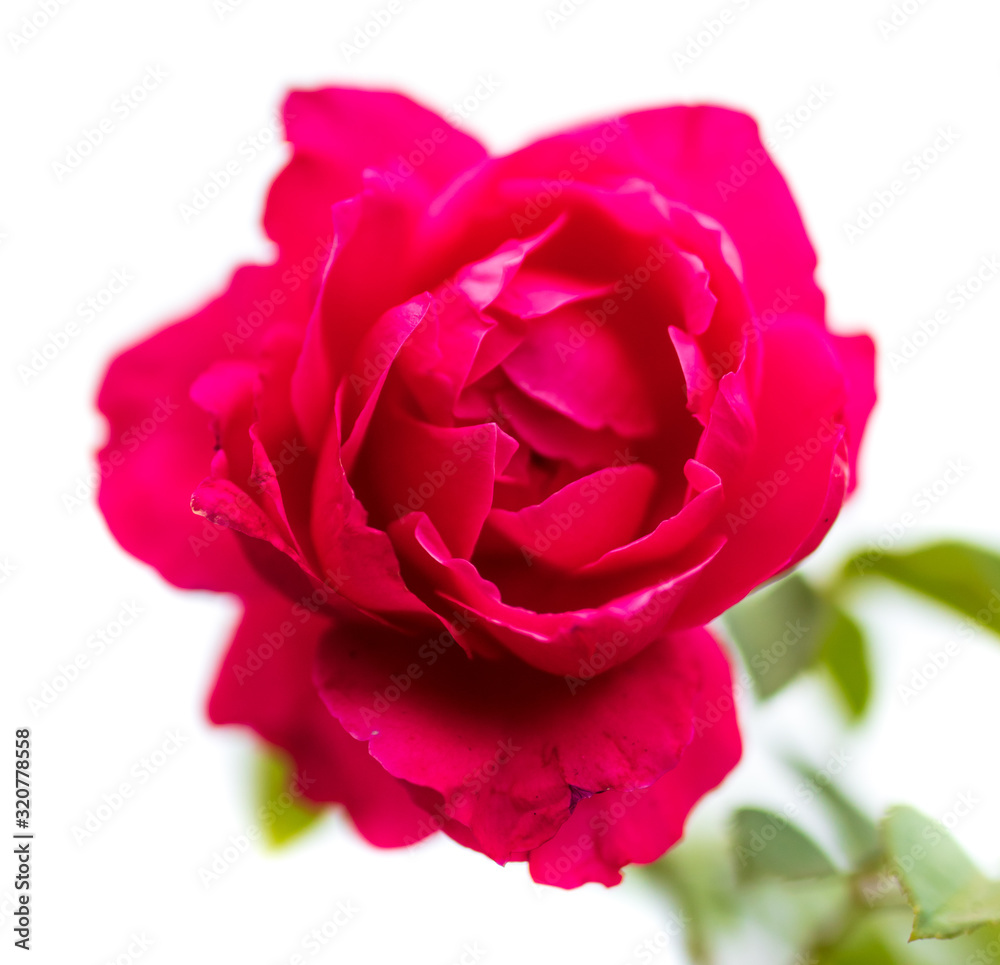Red rose isolated on a white background Red rose isolated on a white background