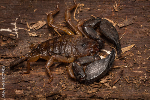 Rainforest Scorpion © M. Reid Photography