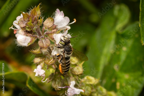 Bee on flower