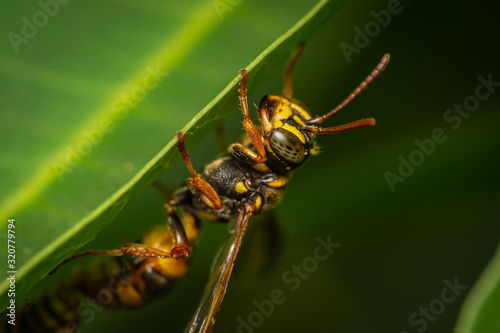 Wasp on leaf