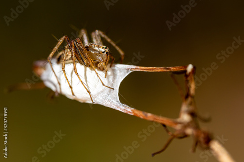 Spider on web