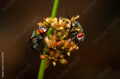 Yin Yang Fly