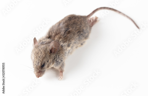 Mouse isolated on a white background