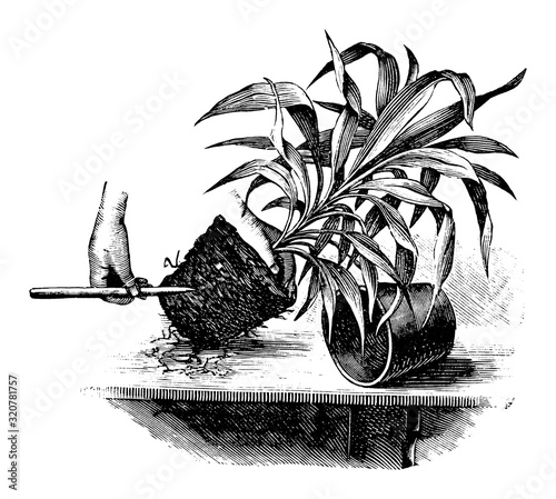 Antique vintage line art illustration, engraving or drawing of replanting or repoting of cordyline plant . From book Plants in Room, Prague, 1898.