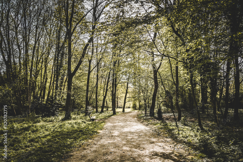 Fototapeta premium Intèrieur de forêt sombre