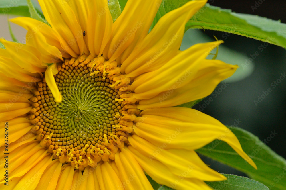 Blüte einer Sonnenblume Blüte einer Sonnenblume