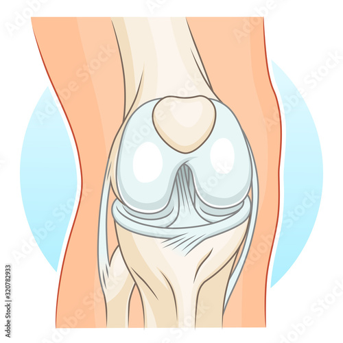 Knee-joint illustration