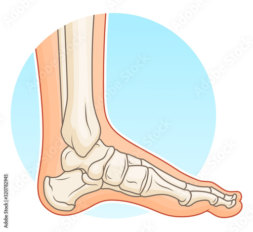 Human foot with bones