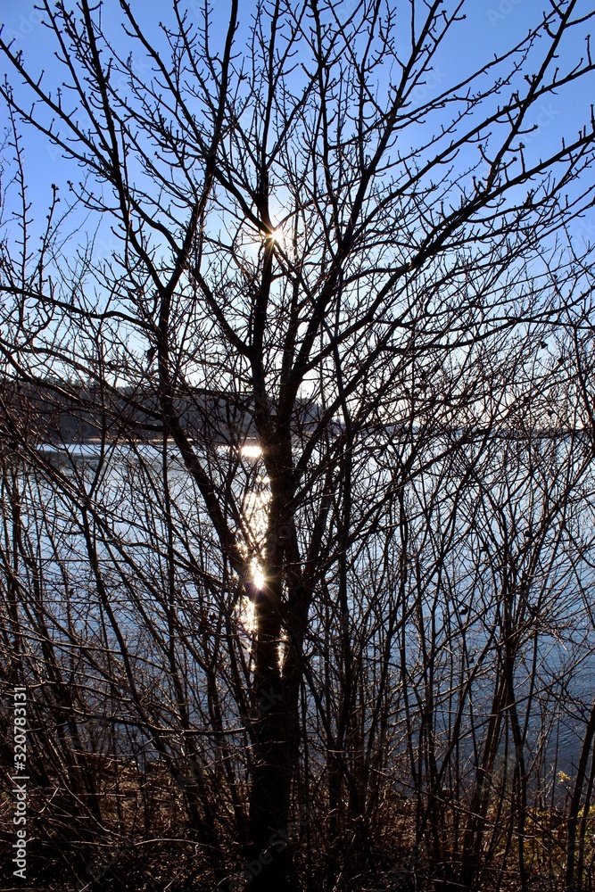 Spiegelnde Sonne hinter dem Baum Spiegelnde Sonne hinter dem Baum