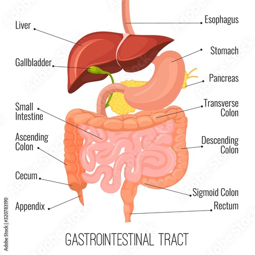 Gastrointestinal tract. Human intestine and stomach organ. Medical vector illustration photo
