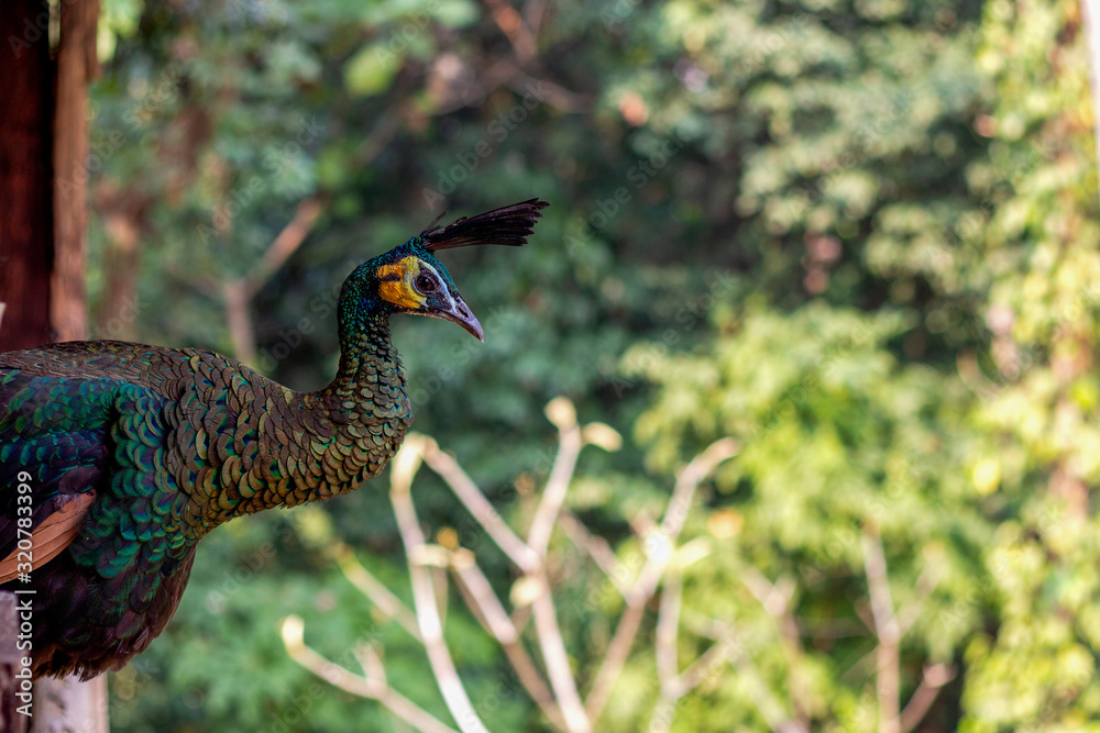 Obraz premium closeup beautiful bird peacock with soft-focus and over light in the background