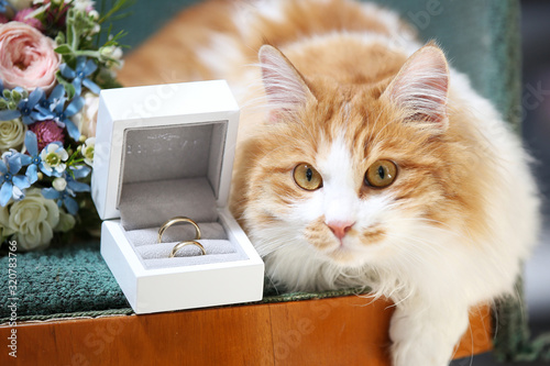 kitten with wedding ring. White and ginger cat .