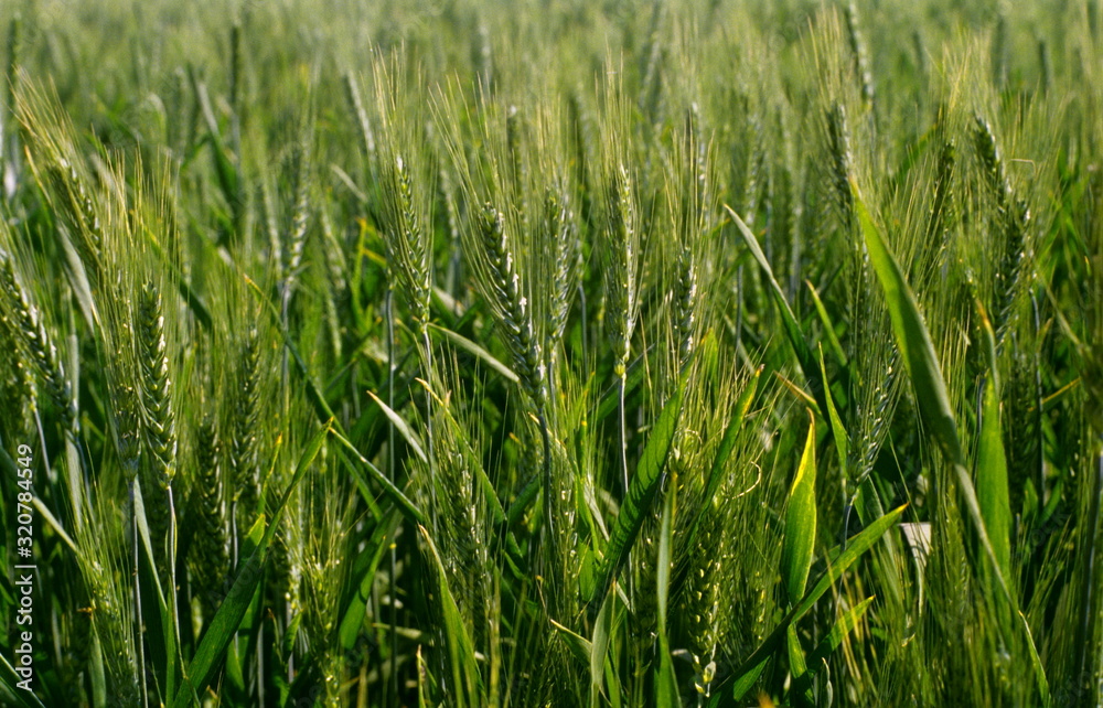 Wheat crop (field) in Pune
