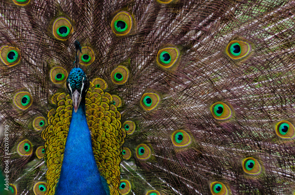 Obraz premium peacock with feathers