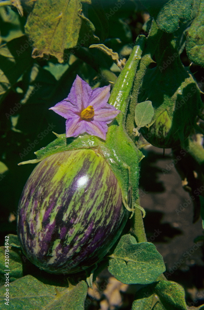 Brinjals & Brinjal flower. Pune Maharashtra, India. Brinjals & Brinjal flower. Pune Maharashtra, India.