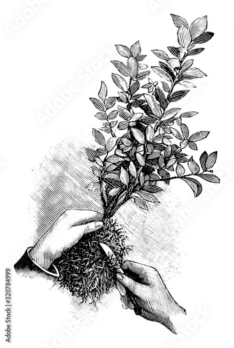 Antique vintage line art illustration, engraving or drawing of replanting or repoting of plant, cutting the roots. From book Plants in Room, Prague, 1898.