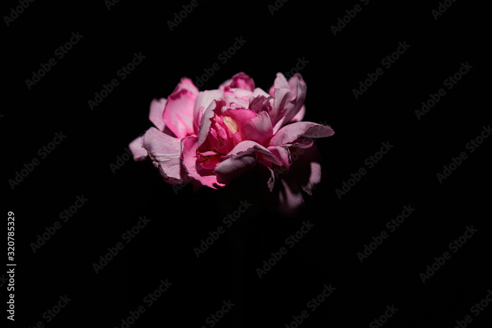 Pink clove flower isolated on black