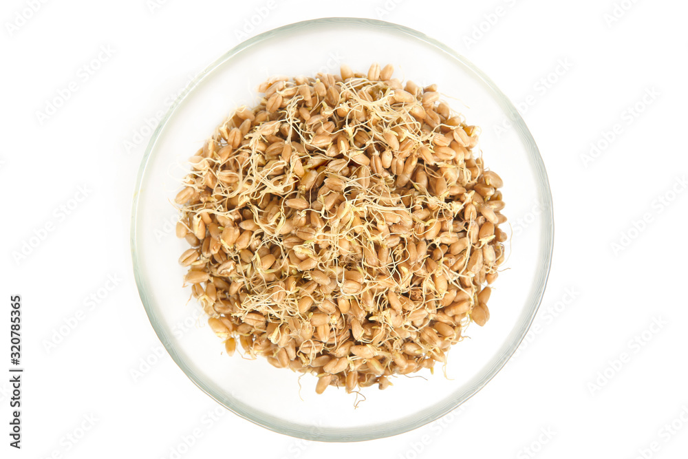 Whole wheat sprouts in plate isolated on white background. Sprouted wheat seeds top view.. Whole wheat sprouts in plate isolated on white background. Sprouted wheat seeds top view..