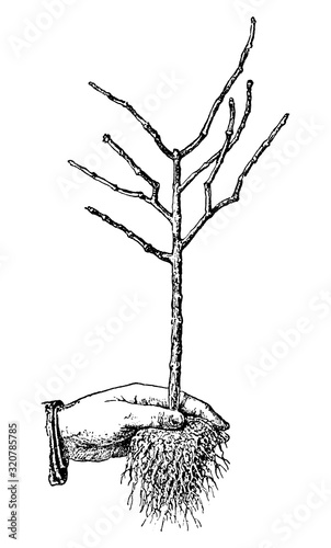 Antique vintage line art illustration, engraving or drawing of hand holding bare roots tree young plant or seedling . From book Plants in Room, Prague, 1898.