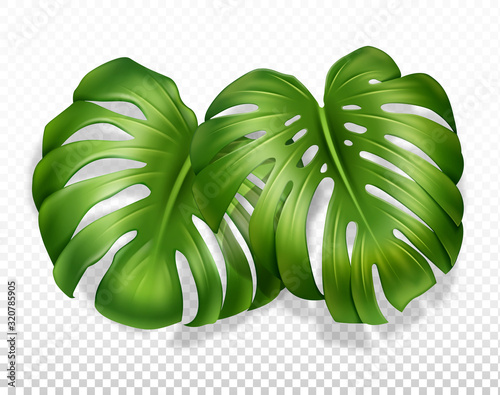 two leaf monstera