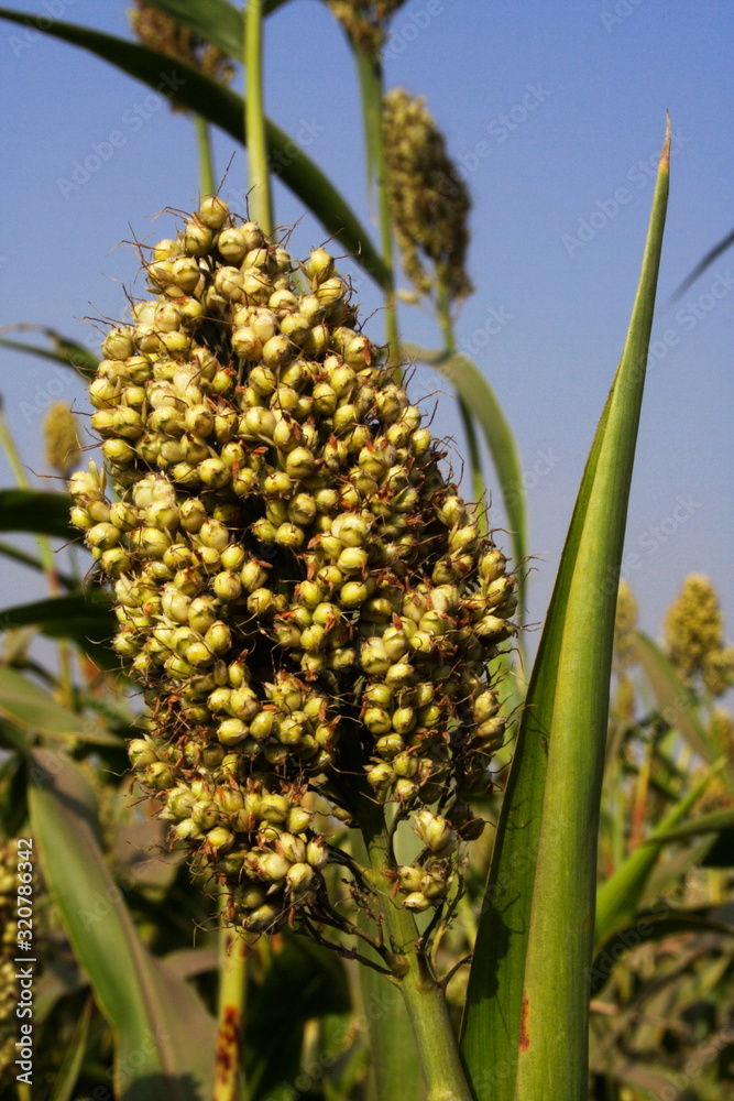 Obraz premium Jawar Feild Pune Maharashtra India