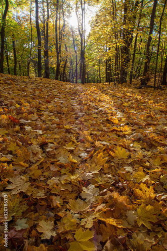 autumn in the park full of yellow leaves on ground