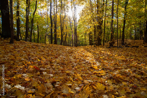 autumn in the park full of yellow leaves on ground