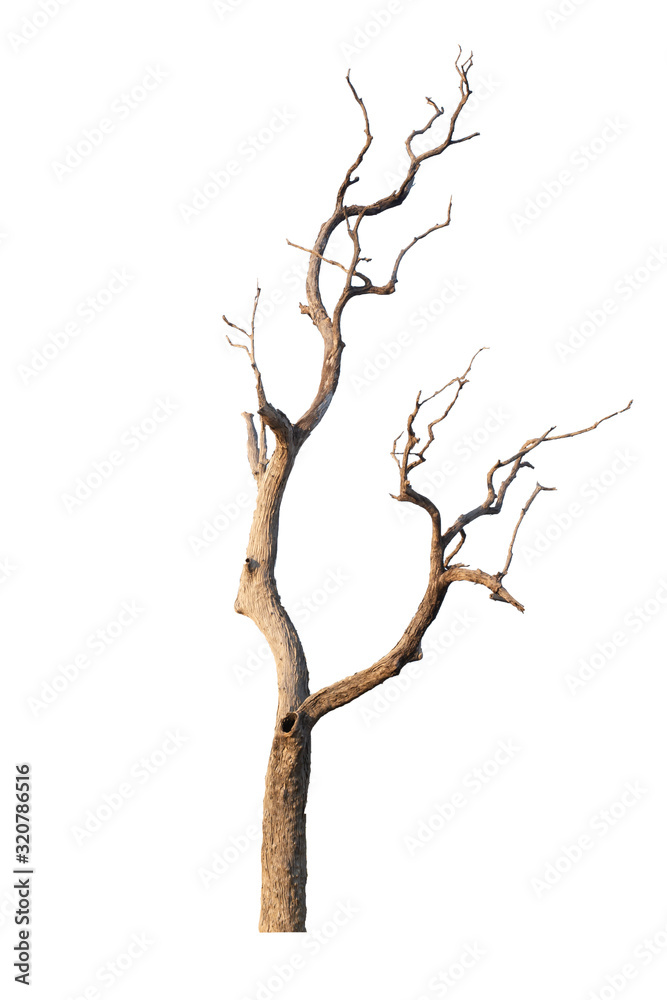 Dead tree isolated on white background Dead tree isolated on white background